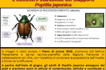 Allarme Popilia
